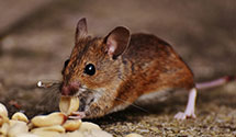 24 Hour & Emergency Exterminators in Lewiston Woodville, NC